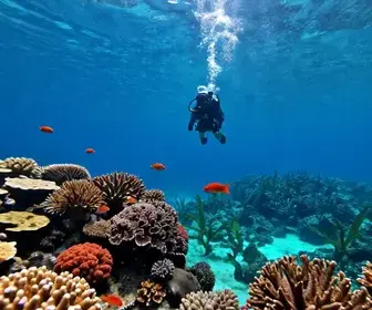 Descubra o Mergulho em Guarapari: Aventuras Subaquáticas no Espírito Santo Descubra o Mergulho em Guarapari: Aventuras Subaquáticas no Espírito Santo